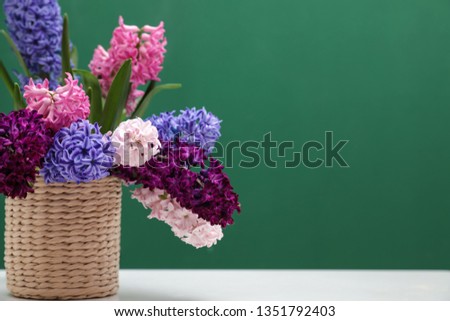 Beautiful hyacinths in wicker pot on table against color background, space for text. Spring flowers