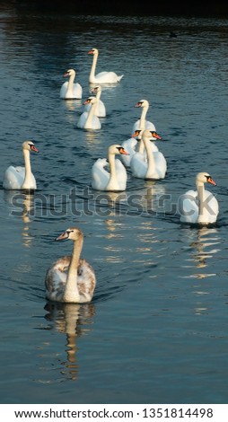 Picture is a bunch of swans floating on the surface of the water. The sunlight lights them from the right.