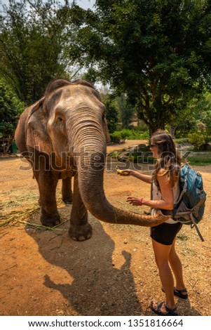 Girl wearing blue backpack Feeds bananas to elephant. Thailand 