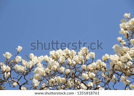 White Lotus flower in full bloom