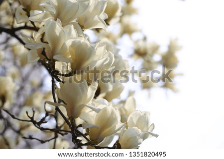 White magnolia blooming in spring
