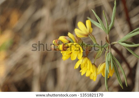 Beautiful first spring flower. Yellow color. Filmed on the background of dry grass in the rays of sunset. Brown background. Close-up. Modern abstract design poster, card design.