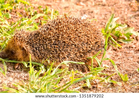 Picture of an European Hedgehog 