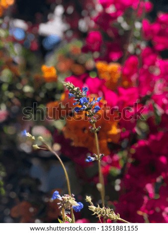 Great outdoor background/image. Bright and vibrant colored plants.