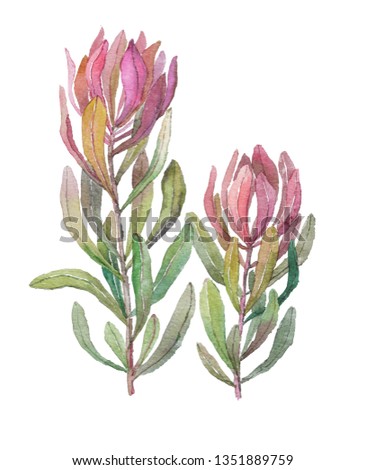 Botanical illustration of leucadendron. Hand-drawn watercolor illustration of two twigs of leucadendron. Protea branches set. Isolated on a white background for wedding invitation, greeting cards.