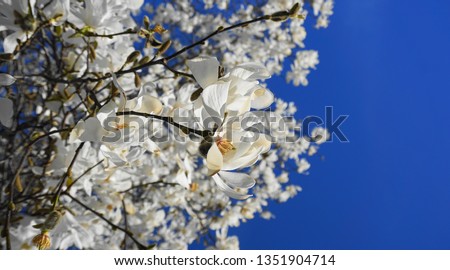 Showy and beautiful Magnolia stellata flowers close up on blue background.