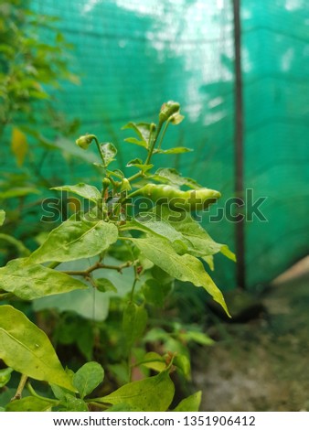 Guinea Pepper Green