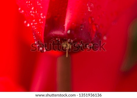 Macro picture of the stem of a red cyclamen, with drops of water