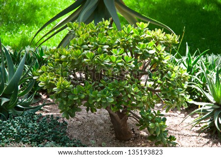 Dollar plant (crassula ) growing in a natural environment .