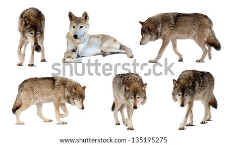 Set of few wolves. Isolated  over white  with shade
