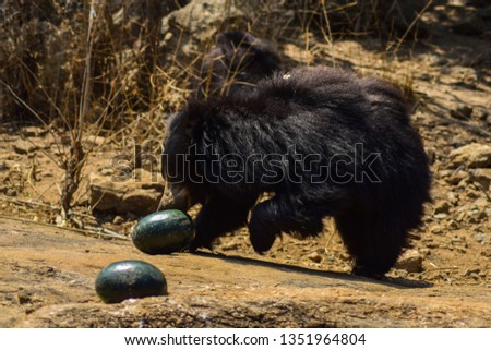 Melursus ursinus - A photograph of the sloth bear being fed.