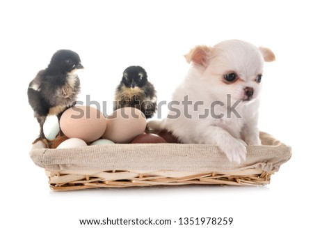little chihuahua and chicks in front of white background