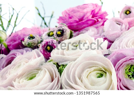 Persian buttercup. Bunch pale pink ranunculus flowers light background. Wallpaper, Horizontal photo 