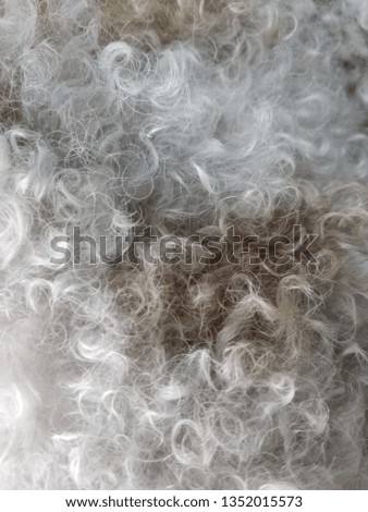 surface Dog hair