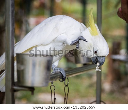 a beautiful white cockatoo parrot sits next to a food bowl