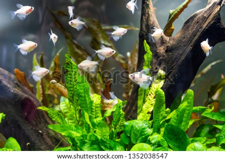 White fish in a small aquarium with green aquatic plants