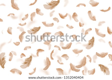 Abstract, gray  feathers on a white background.