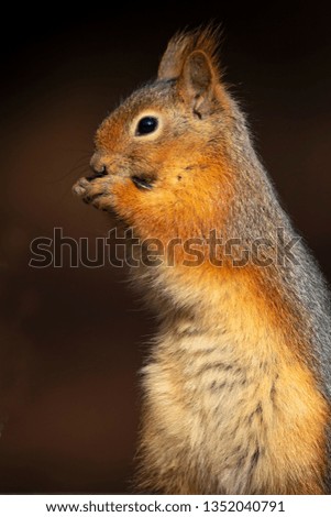 Cute squirrel. Dark brown nature background. 