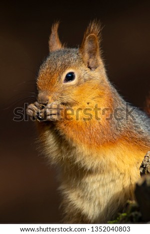 Cute squirrel. Dark brown nature background. 