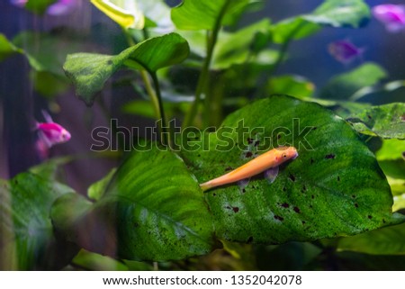 Orange fish catfish on a leaf in a small aquarium with green aquatic plants
