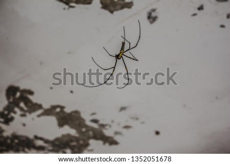 spider Insect Thai black spider