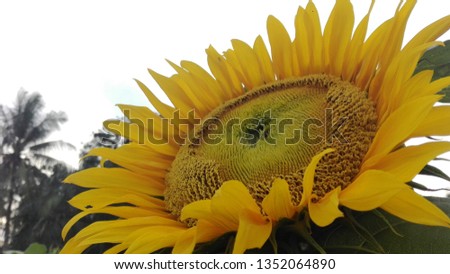 sunflowers in the afternoon