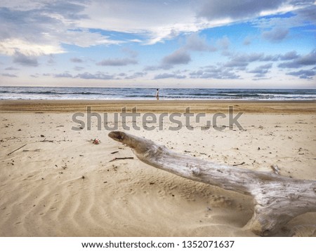 Tree branches being washed up on the sea shore during the low tide.