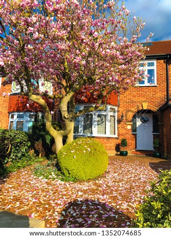 Traditional house architecture in springtime with beautiful blossoming magnolia tree in London