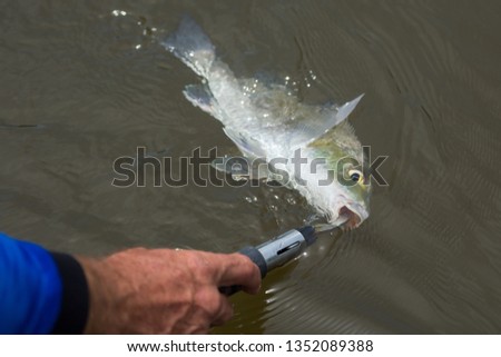 Catch and release fishing  Royalty-Free Stock Photo #1352089388