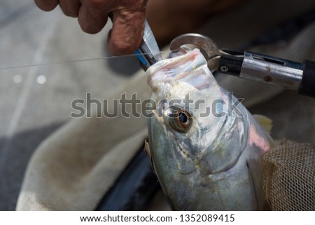 Catch and release fishing  Royalty-Free Stock Photo #1352089415