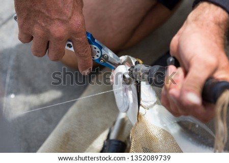 Sustainable catch and release fishing  Royalty-Free Stock Photo #1352089739