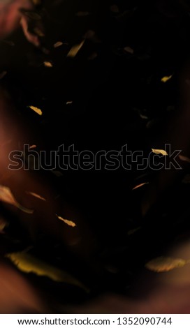 Golden Falling Leaves. Autumn  with Maple Red, Orange, Yellow Bright Swirl. Isolated Leaf on Black Background for Artwork Design 