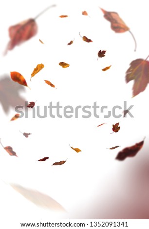 Overlay Colorful autumn orange and red natural maple leaf isolated on white background 