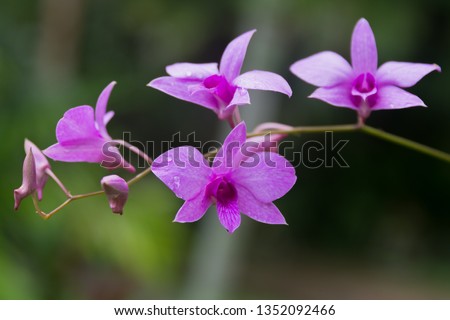 Beautiful Cooktown Orchid in bloom  Royalty-Free Stock Photo #1352092466