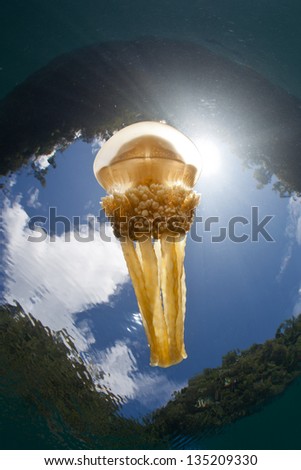 A golden jellyfish (Mastigias papua) swims just below the surface of the water in the tropical, western Pacific.  This jelly has a symbiosis with zooxanthellae, a photosynthesizing algae.