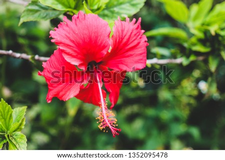 Beautiful Hawaian flower