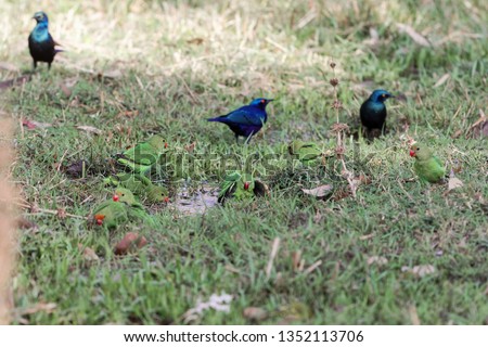 A flock of black winged lovebirds, Agapornis taranta, at a waterhole on a meadow, in East Africa. 