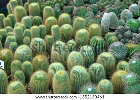 Cactus in the garden 
