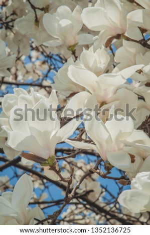 Many Magnolias in clear sky