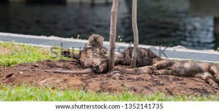Otters Playing in the Mud and Napping
