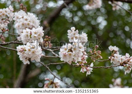 Cherry blossoms, Somei Yoshino, Satomi Park, Ichikawa City, Chiba Prefecture, Japan