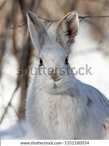 White Snowshoe hare or Varying hare with direct eye contact closeup in winter in Ottawa, Canada