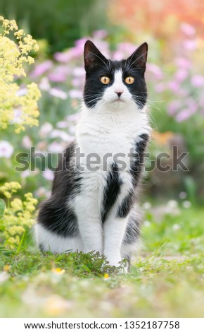 Cute cat, tuxedo pattern black and white bicolor, European Shorthair, sitting attentively with prying eyes in a flowery garden in spring, Germany Royalty-Free Stock Photo #1352187758