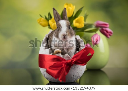 Baby bunny and egg on tulip flowers background