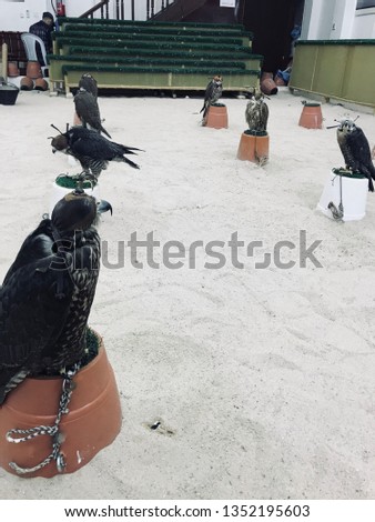 I took a few pictures in the falconry in Souq Waqif, Qatar. They are really calm but only if you keep distance