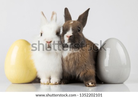 Rabbit and easter eggs in white background
