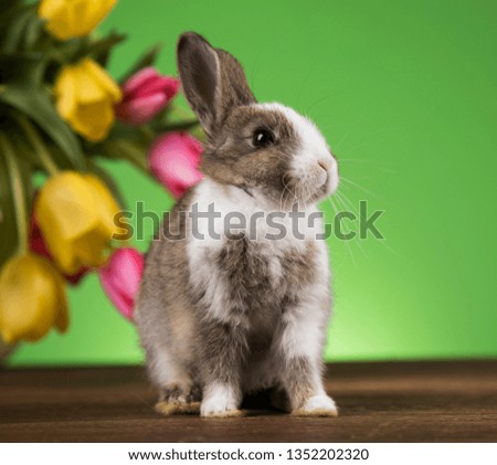 Easter holiday, with eggs, flowers and bunny