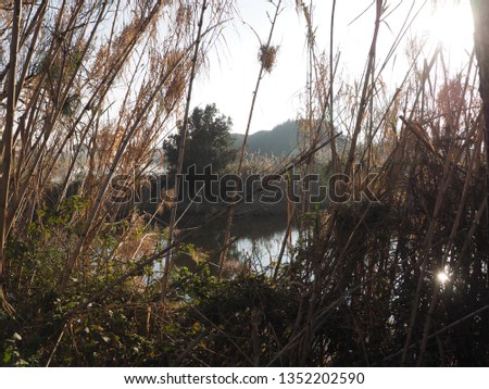 Po Delta, Italy. Backlight among the reeds overlooking the canal.