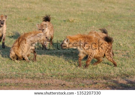 Spotted hyena in savanna