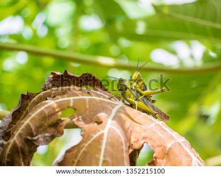 colorfull picture of mating locoust on a dead papaya leaves